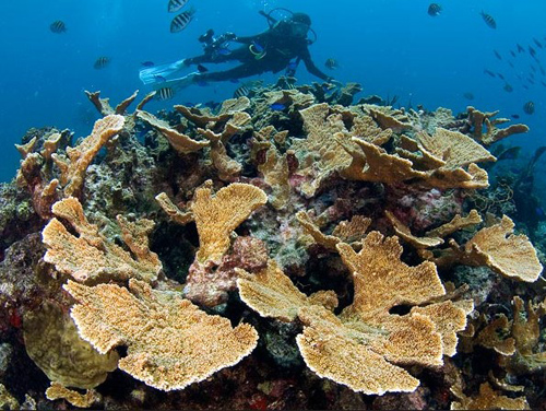 气候变化和海洋酸性化致珊瑚物种濒危